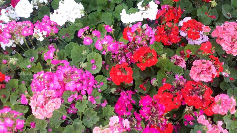 multi colored geraniums