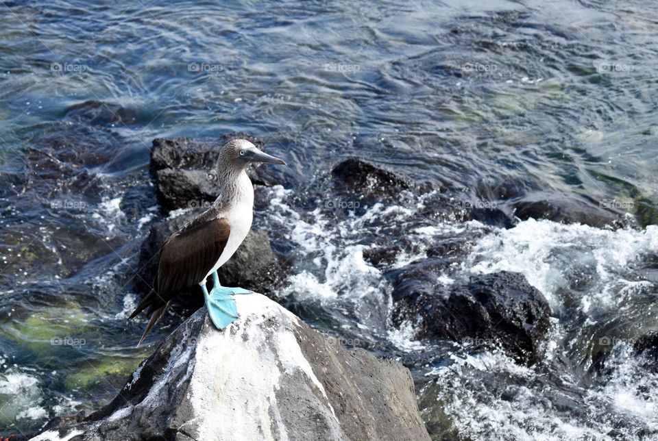 Galapagos blue footed bird