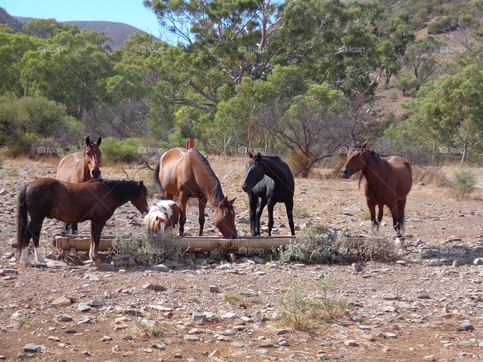 Close-up of horses on field