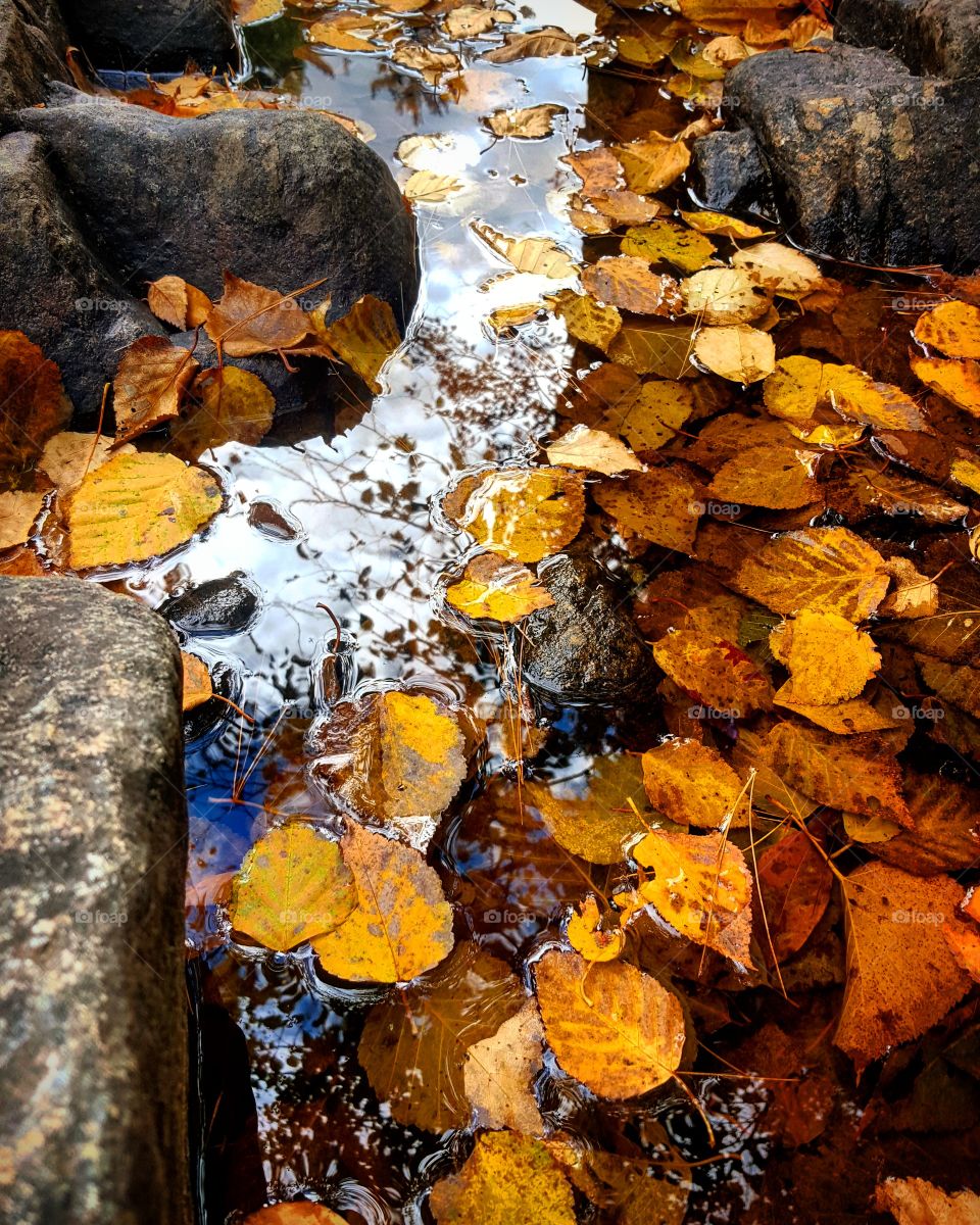 Birch leaf gathering