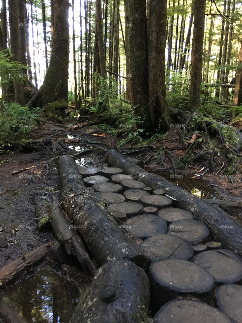 Fancy path - Juan DeFuca trail
