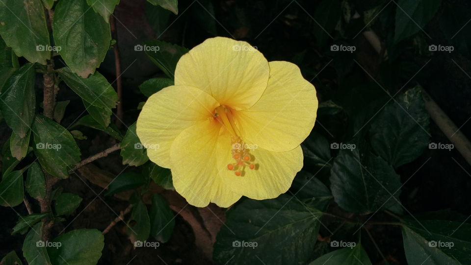 garden yellow flower