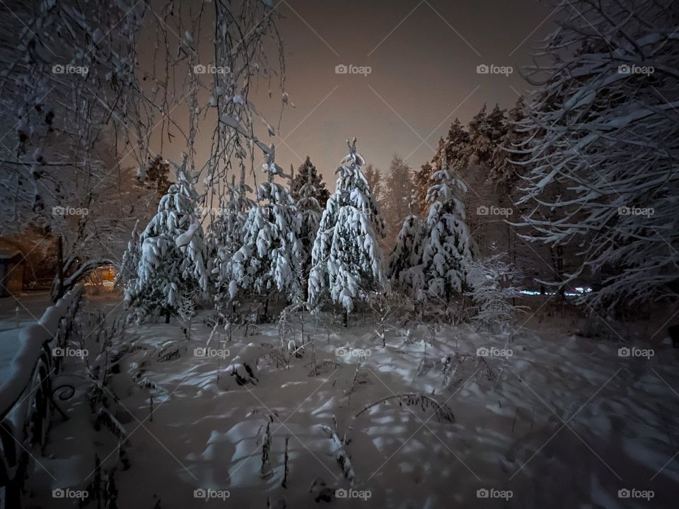 Winter forest at snowy night