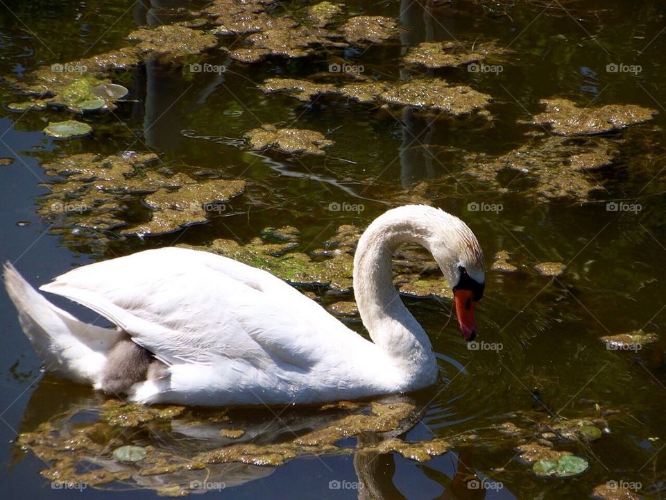 Mother swan giving her baby cygnet a ride. 