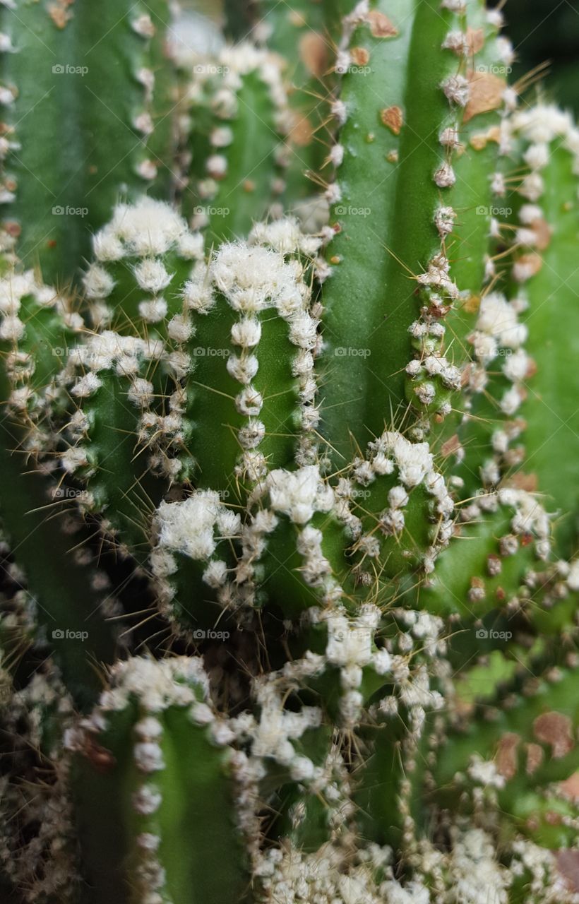 cacti