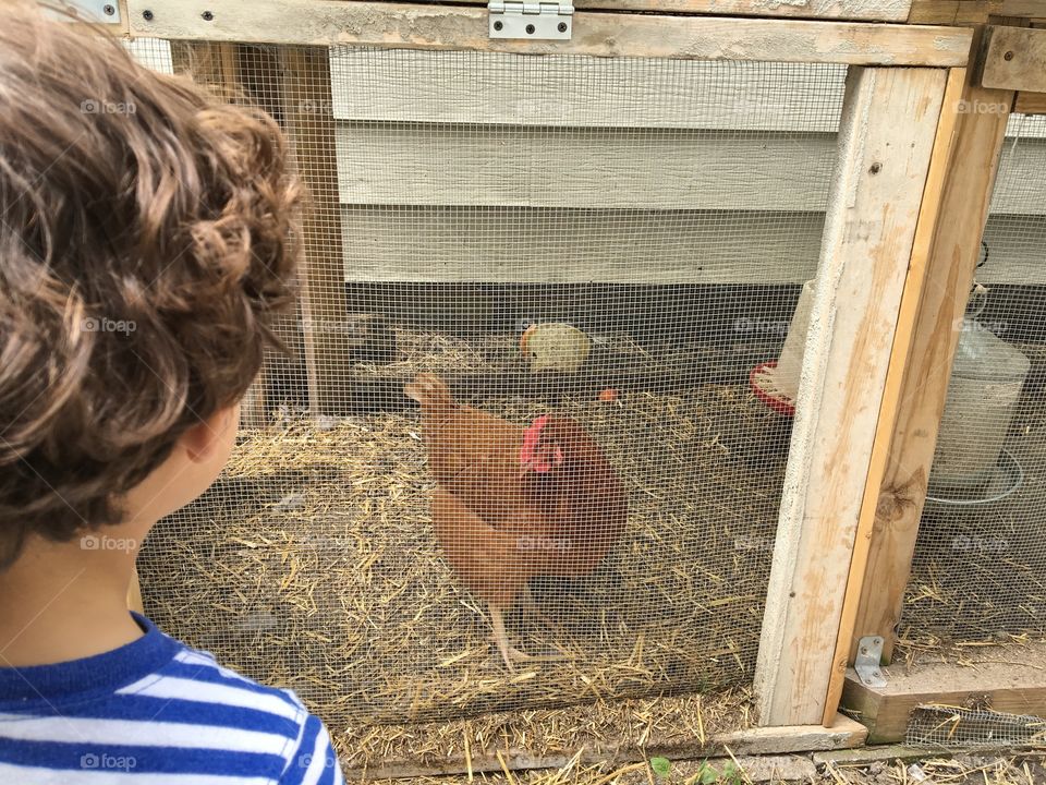 Poultry, Hen, Farm, Bird, Chicken