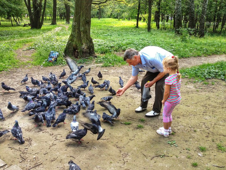 Feeding pidgins. 