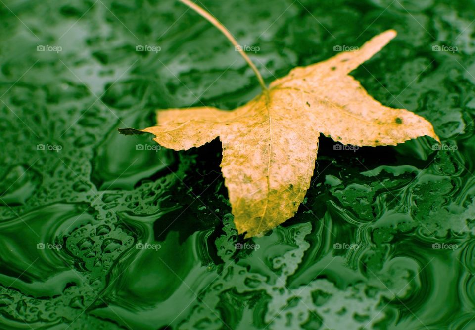 Dead leaf with pooled water, green filter
