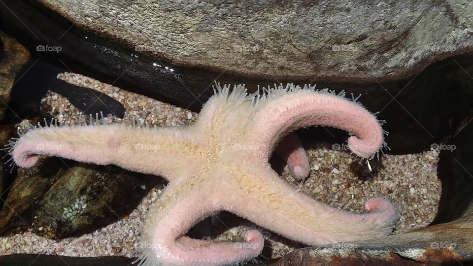 starfish