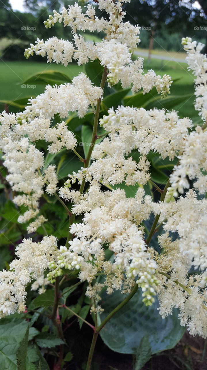 Flower, Flora, Nature, Leaf, Floral