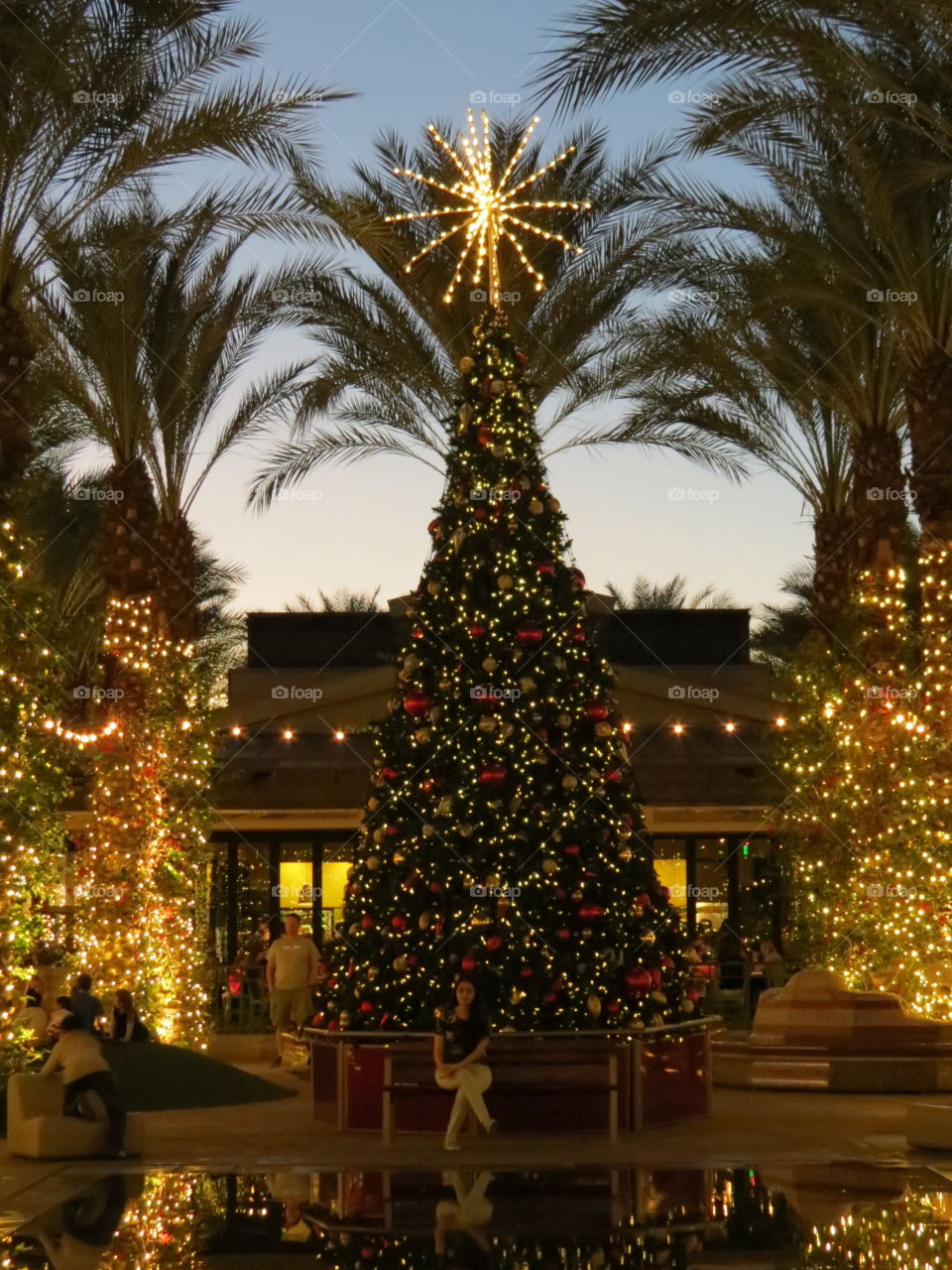 Beautiful Christmas lights and tree.