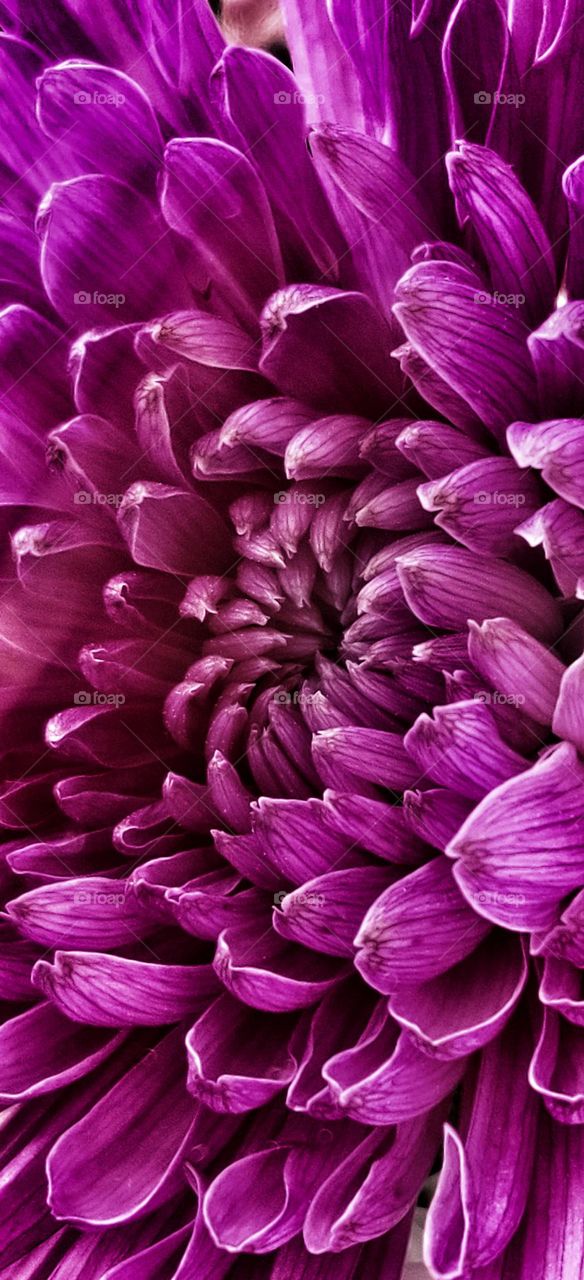 Purple flower in zoom