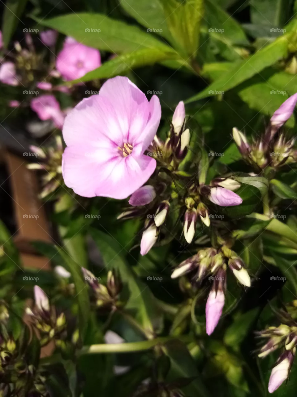 Blumen