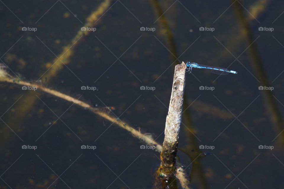 Blue Dragonfly