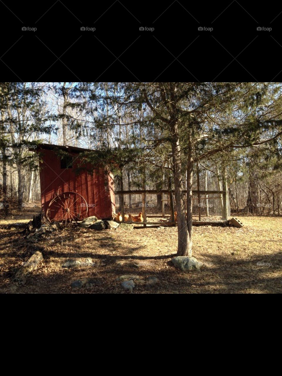 chicken coop