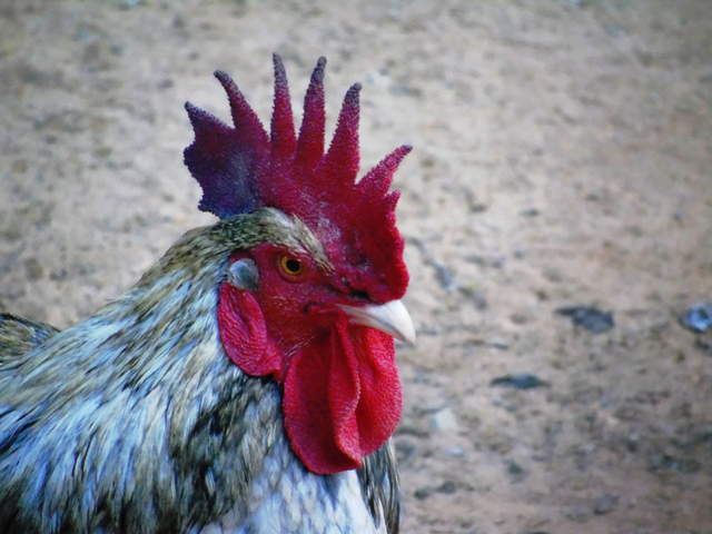 Chicken