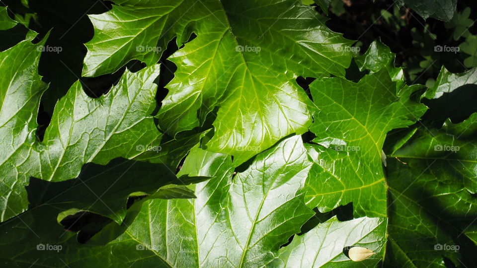 Leaves 