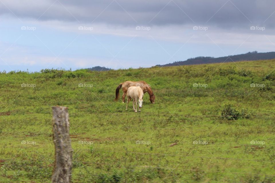 Horses in the Mountain