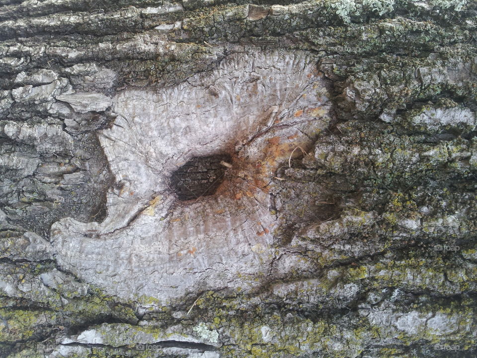 Abstract Art Tree Bark