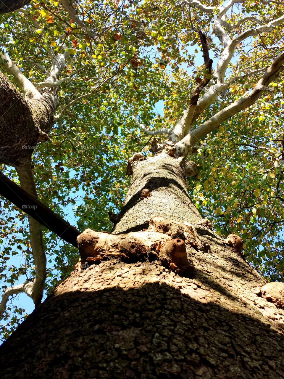 Grandmother Beech Tree