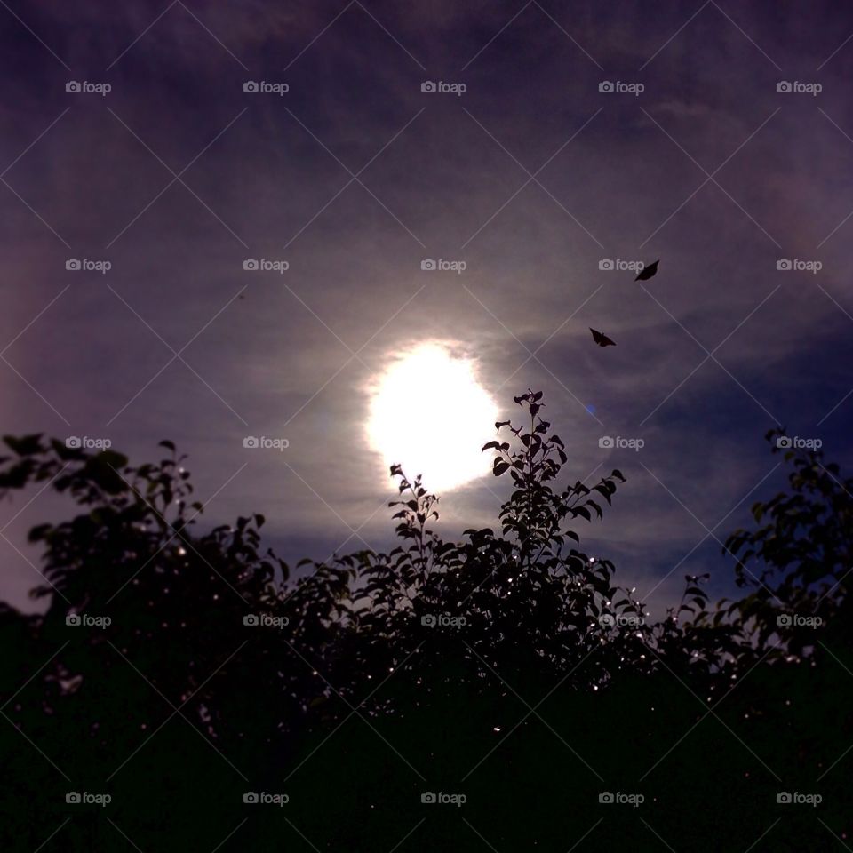 Sunrise and butterflies