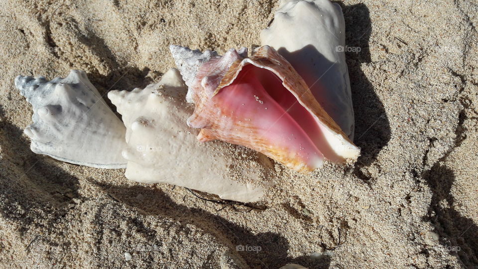 Beach, Sand, Seashore, Seashell, Shell