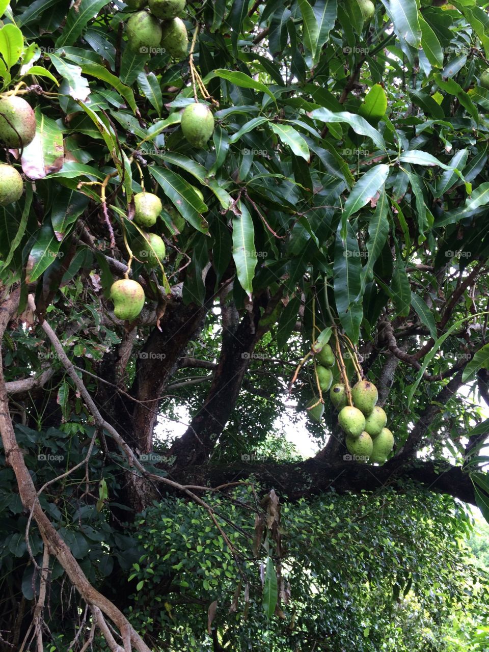 Baby mangoes 