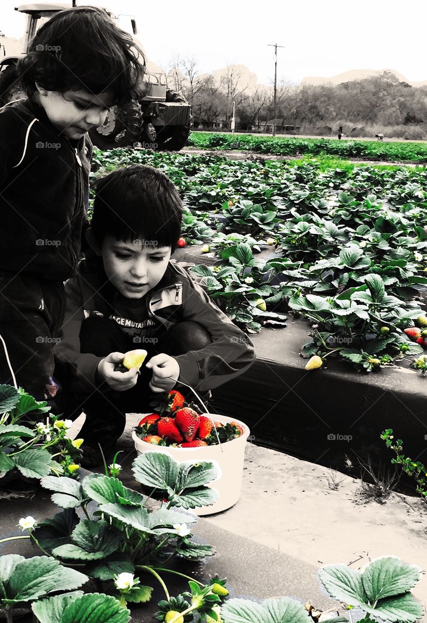 Strawberry picking 