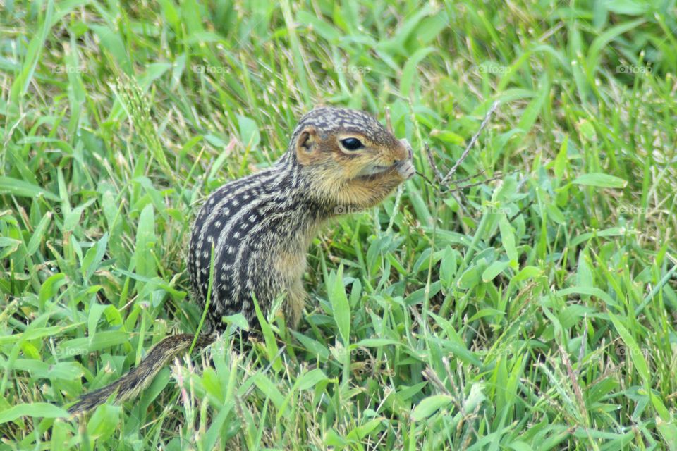 Little Spotted Ground Squirrel eating seeds.