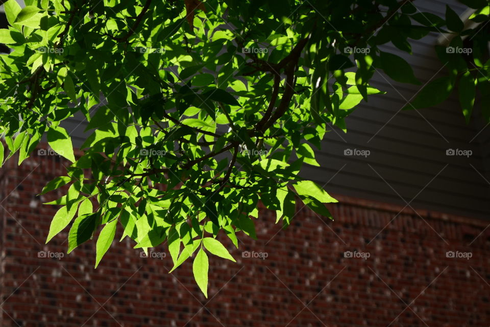 foliage. tree