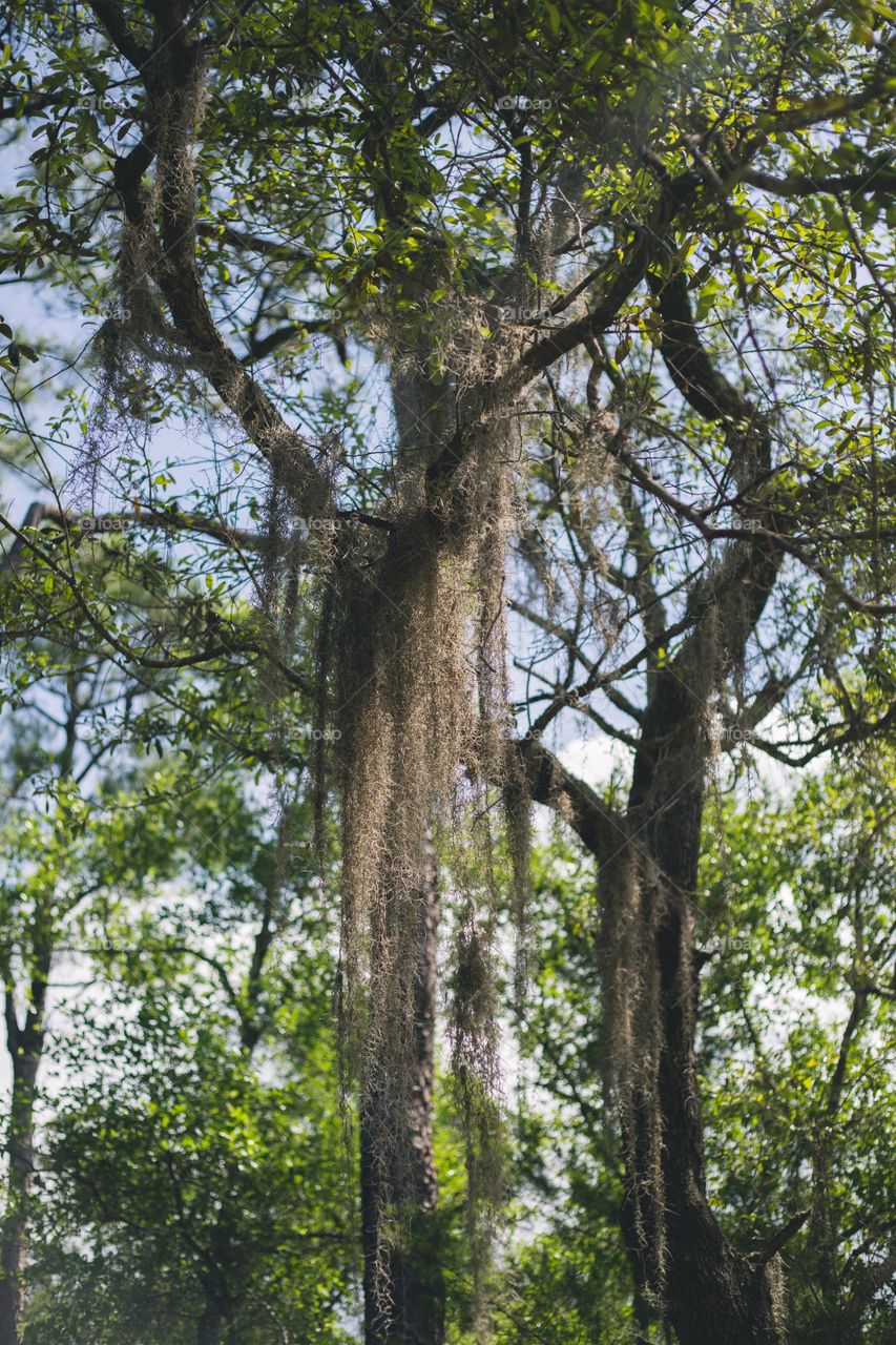 Spanish moss 