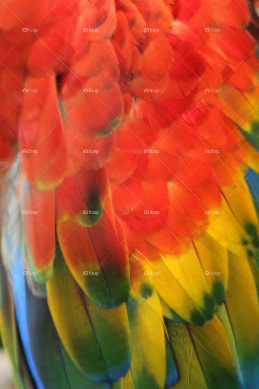 Macaw Feathers