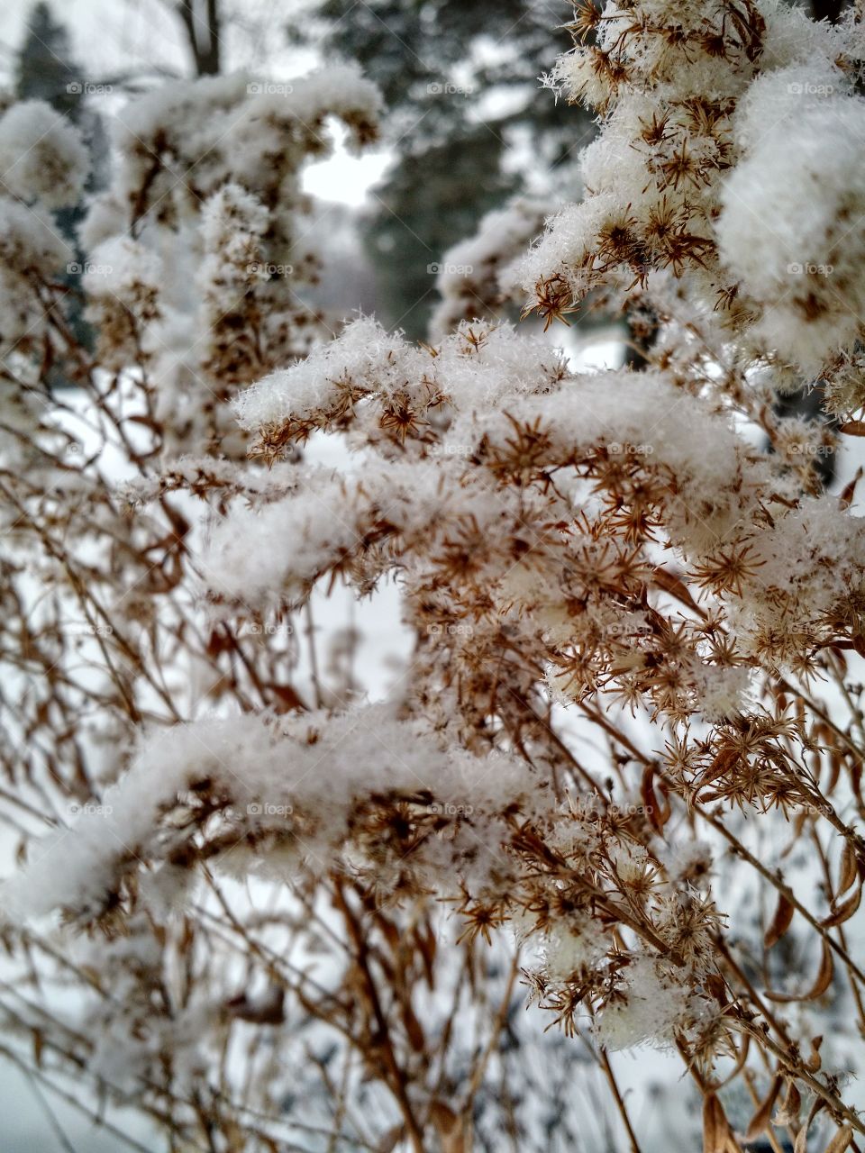 winter weed. snow on dead plant