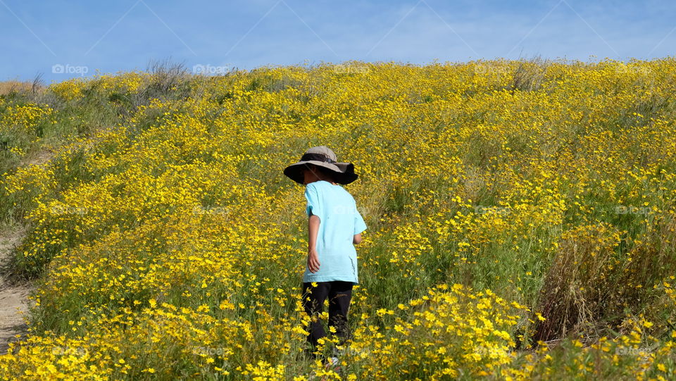 Countryside in spring