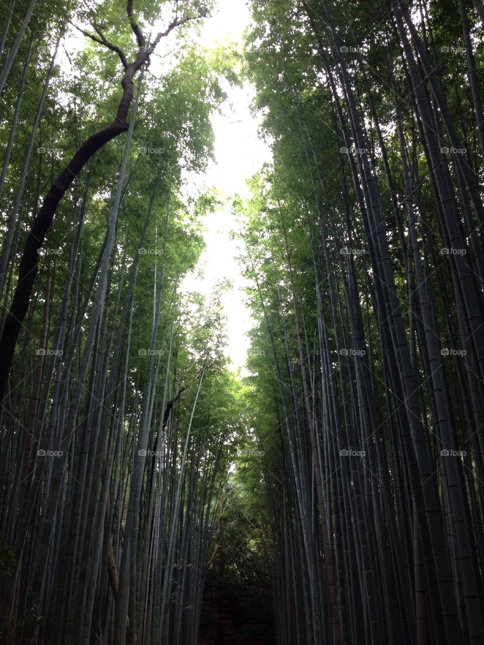 Arashiyama Bamboo Forrest