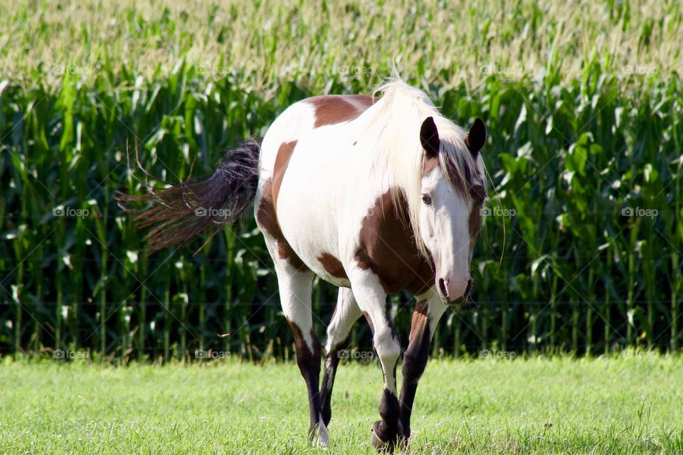 A beautiful Paint horse in a sunny pasture in mid-summer, a lush cornfield in the background 