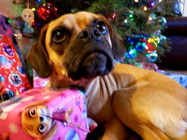 holiday with pets