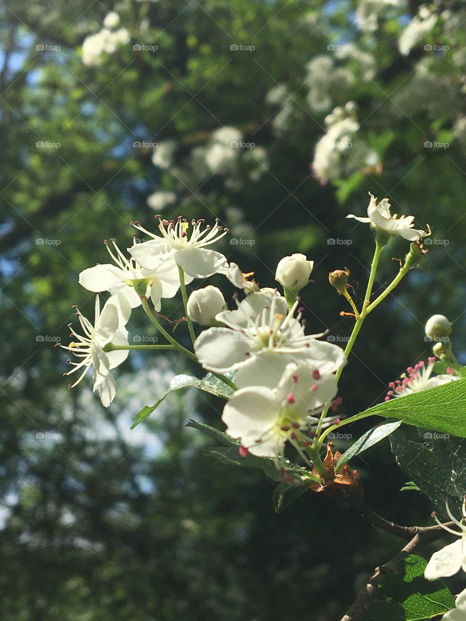 White wild flower in wood 