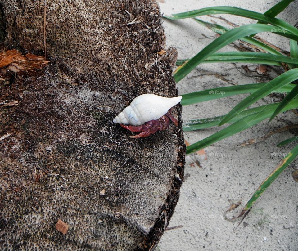 sea shellfish with his seashell