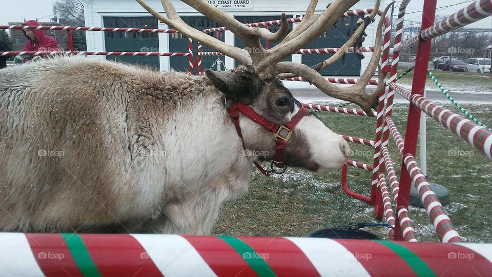 reindeer