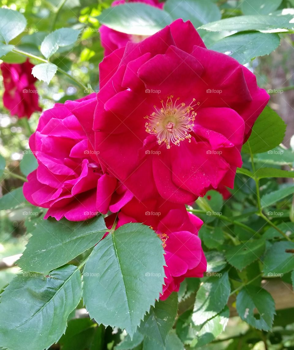 Glorious Magnet Roses . amazing roses blooming in my urban garden.