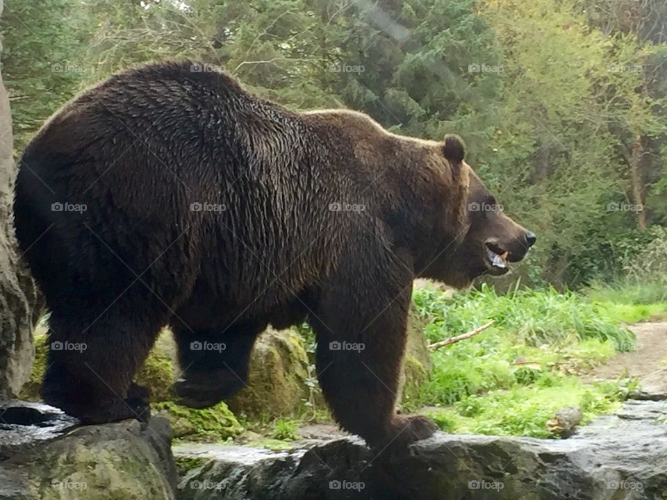 Hungry Bear.