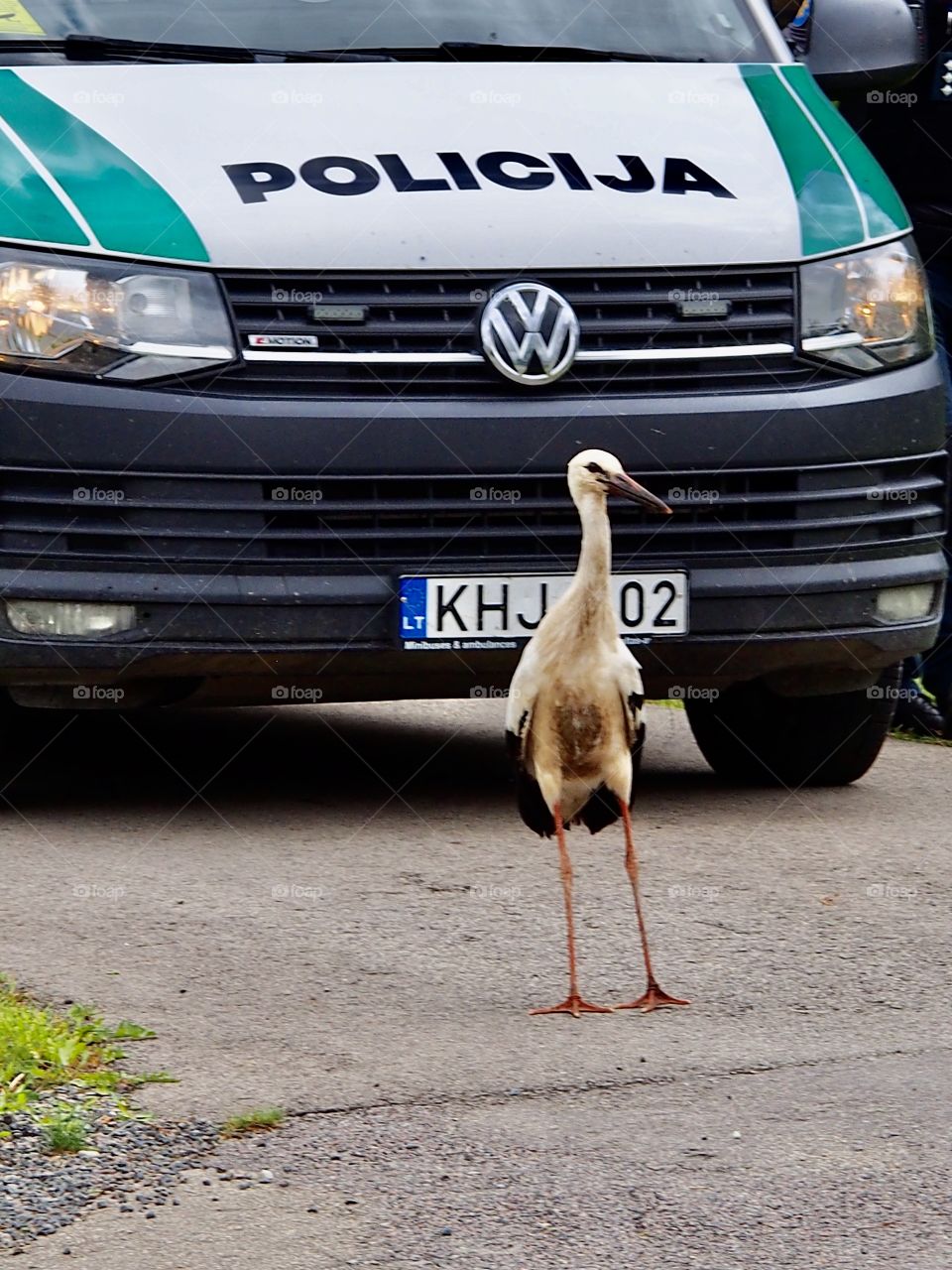 Stork on the road - STOP