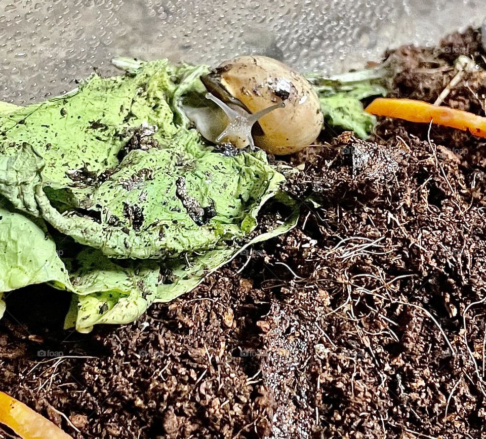 A photo of a small land snail on a piece of lettuce. 