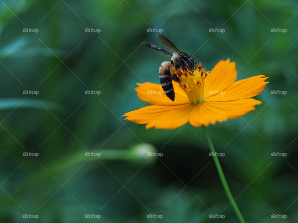 Bee, Insect, Nature, Honey, No Person