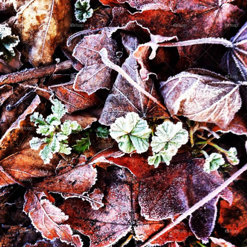 snow winter green plants by Zita
