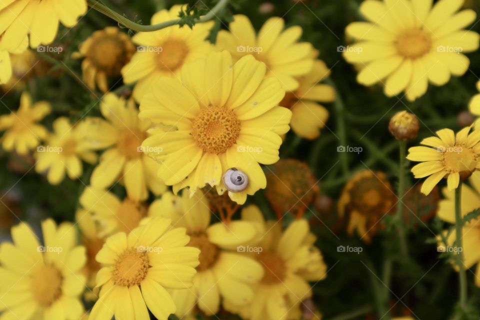 Chrysanthemum and a snail