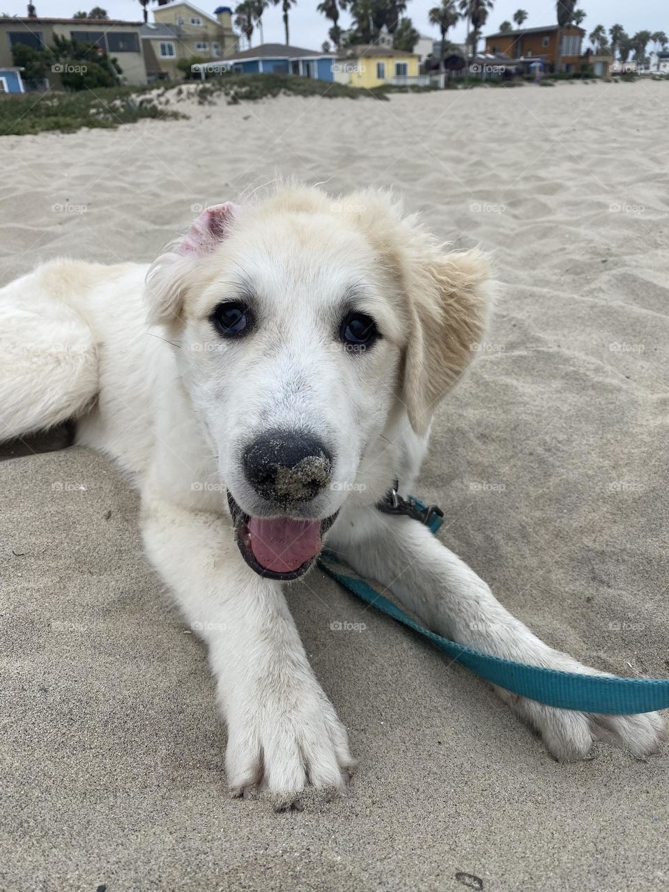 White Puppy Digging in the Sand on Ocean Beach in San Diego, CA