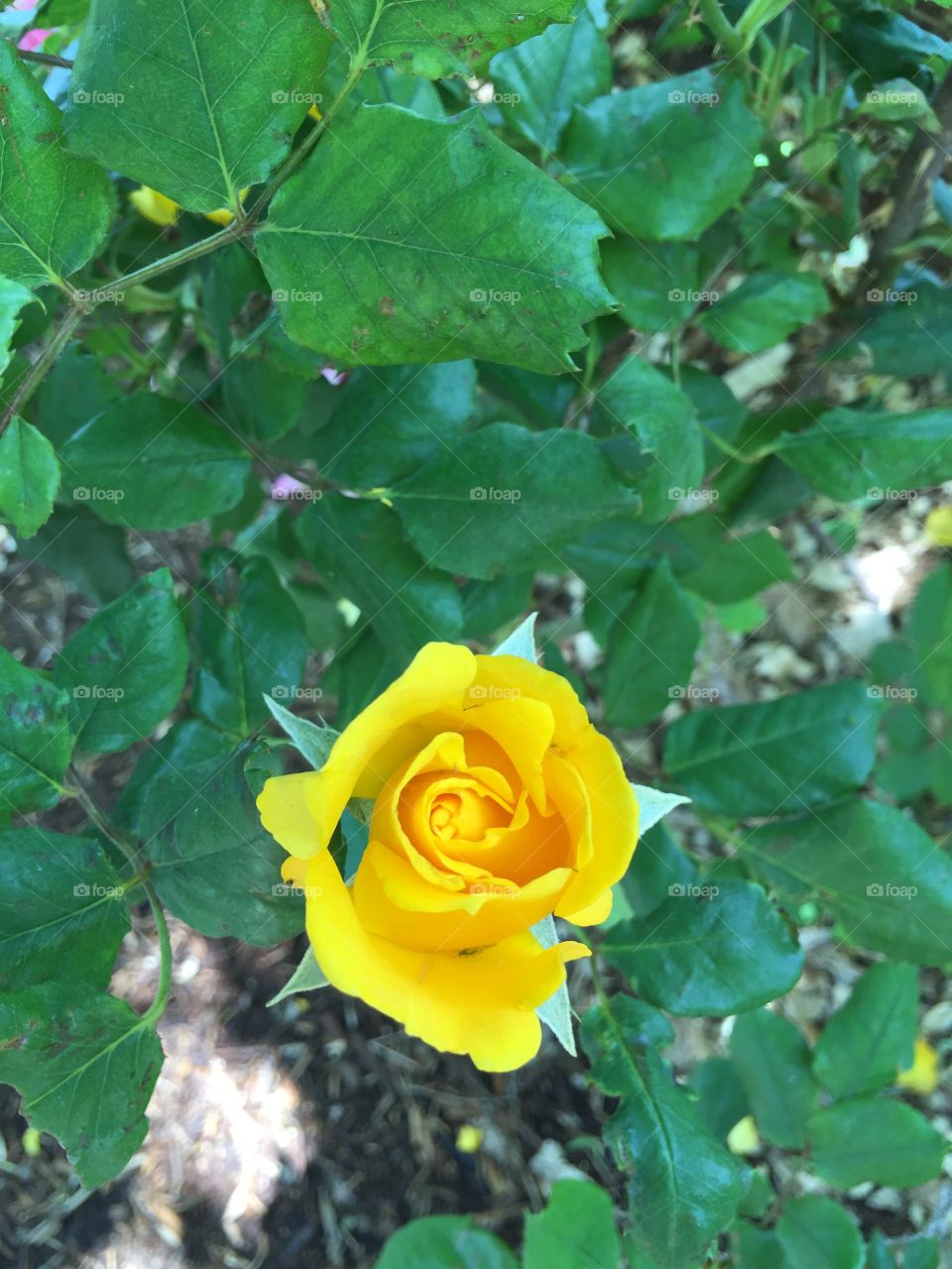 Yellow
Rose