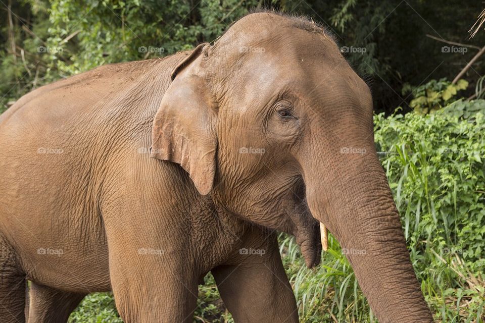 Happy elephant